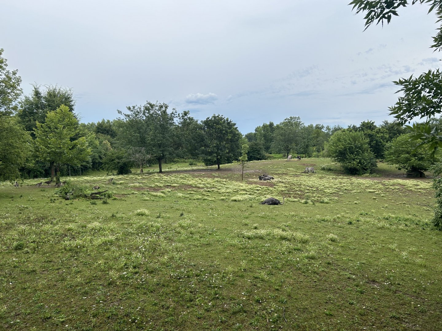 Savanna Exhibit (3 Species) - African Journey