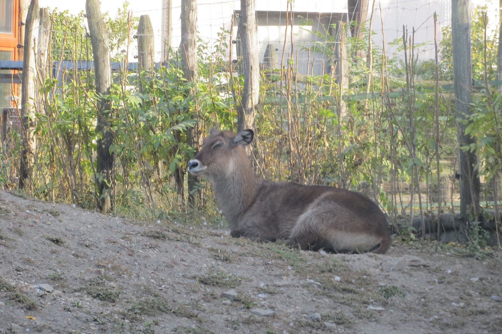 Savanna exhibit - Defassa waterbuck 171018