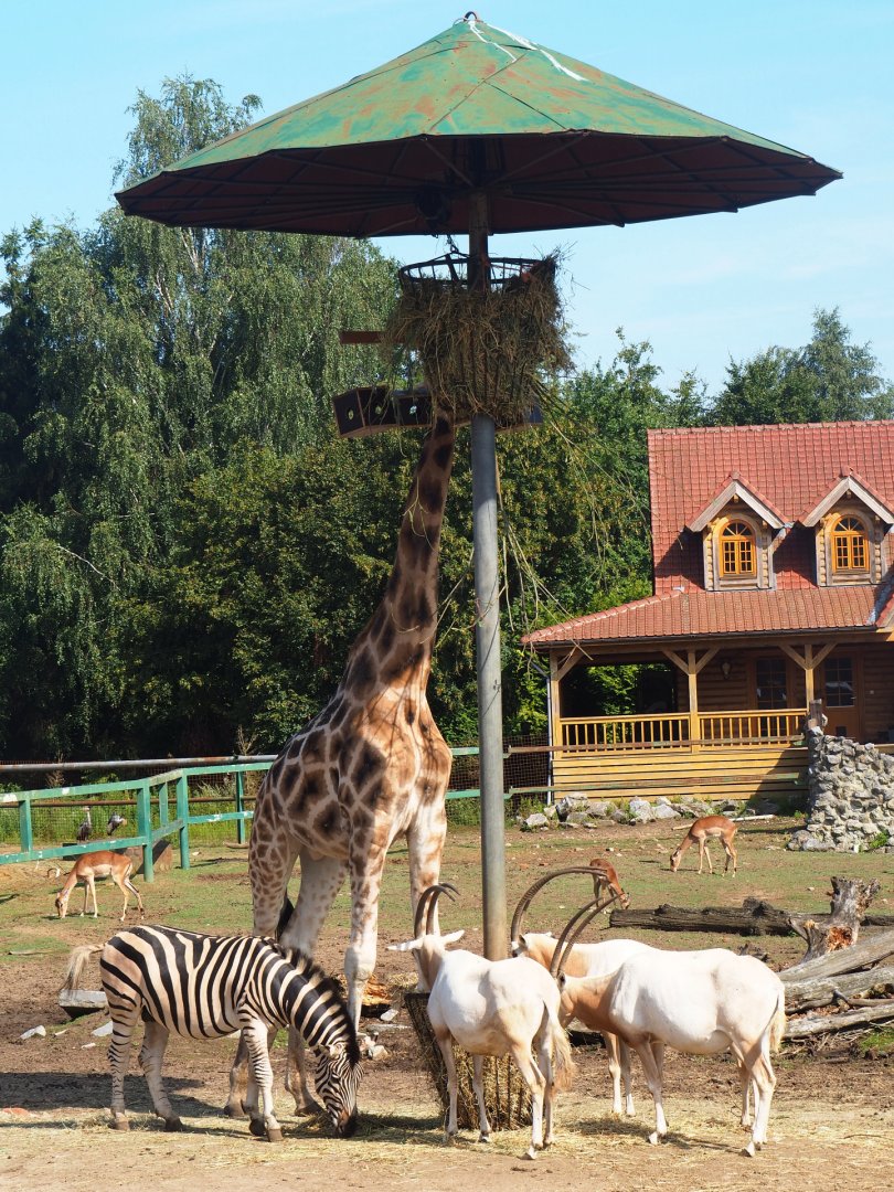 Savanna exhibit feeding station, 2019-08-04