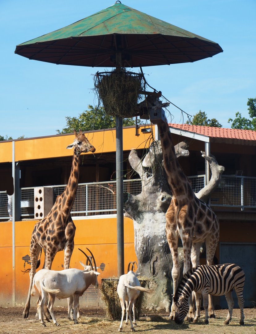 Savanna exhibit feeding station, 2019-08-11