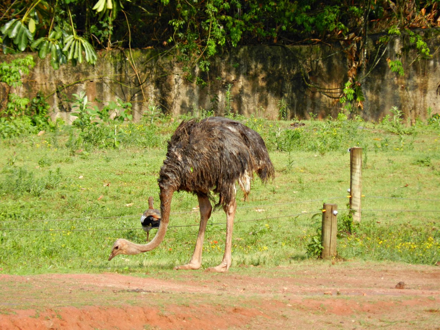Savanna exhibit, female ostrich - Zooparque Itatiba