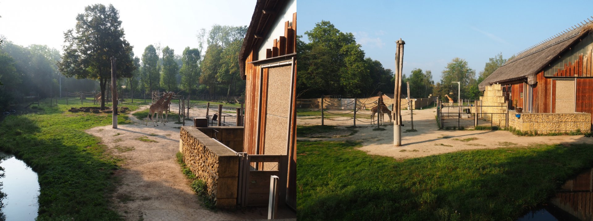 Savanna exhibit - Kordofan giraffe separation area and Kordofan giraffe house, 2020-09-16
