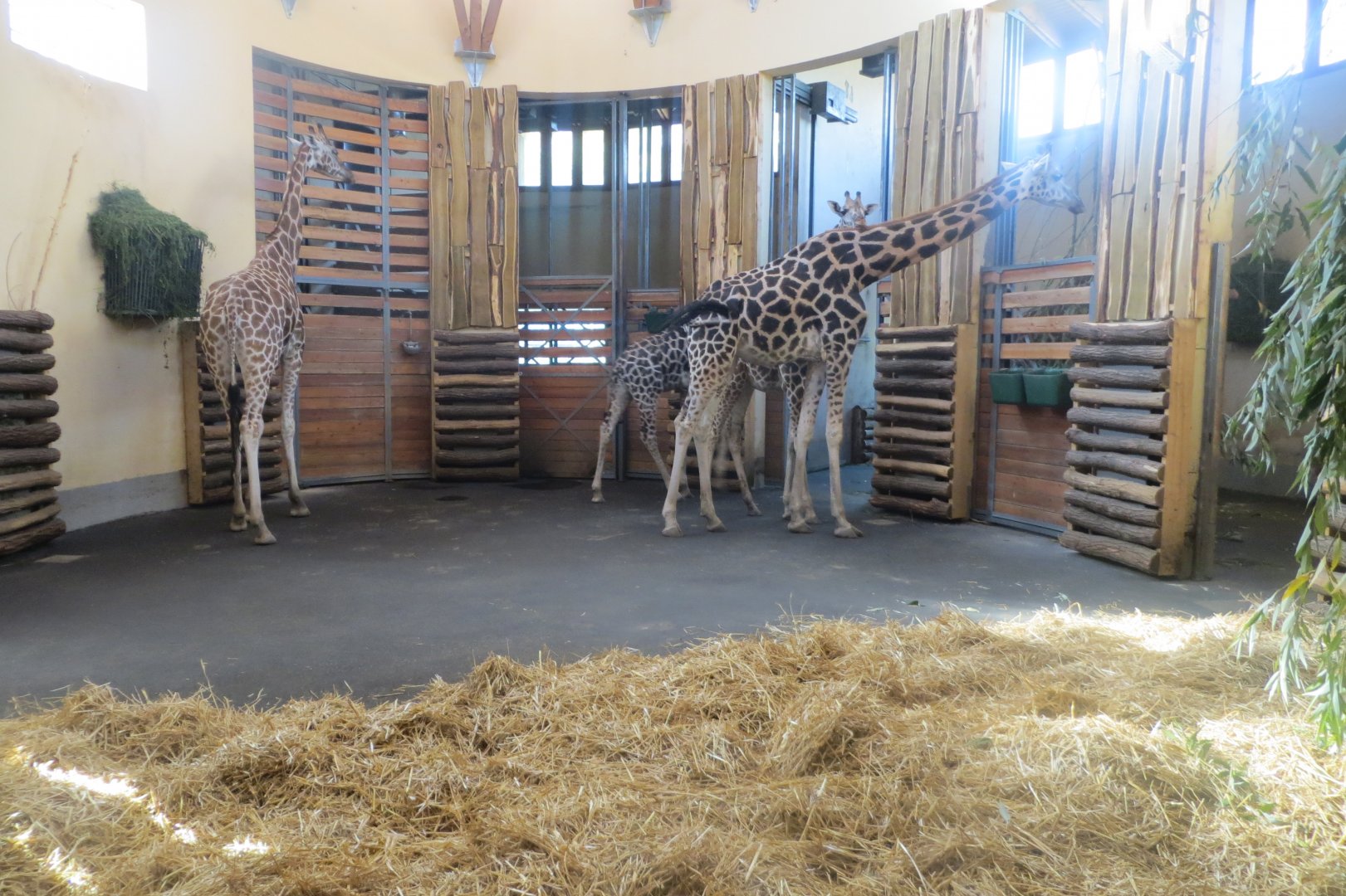 Savanna exhibit - Rothschild's giraffes 171018