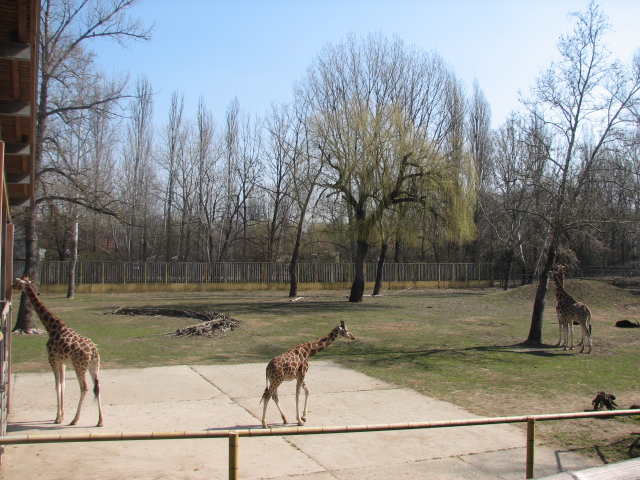 Savanna exhibit (Rotschild's giraffe, Grevy's zebra, Sable antelope)