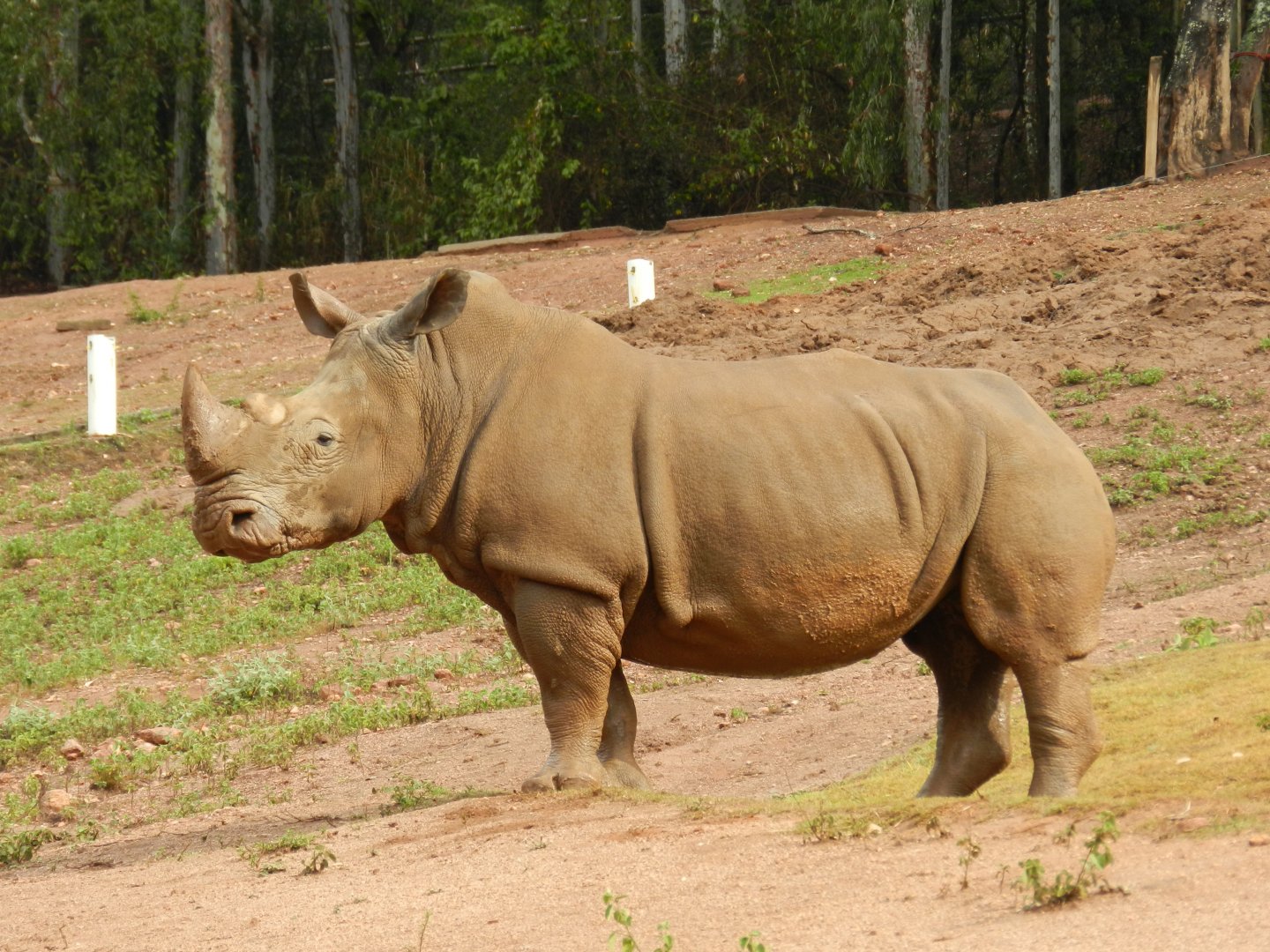 Savanna exhibit, southern white rhino - Zooparque Itatiba