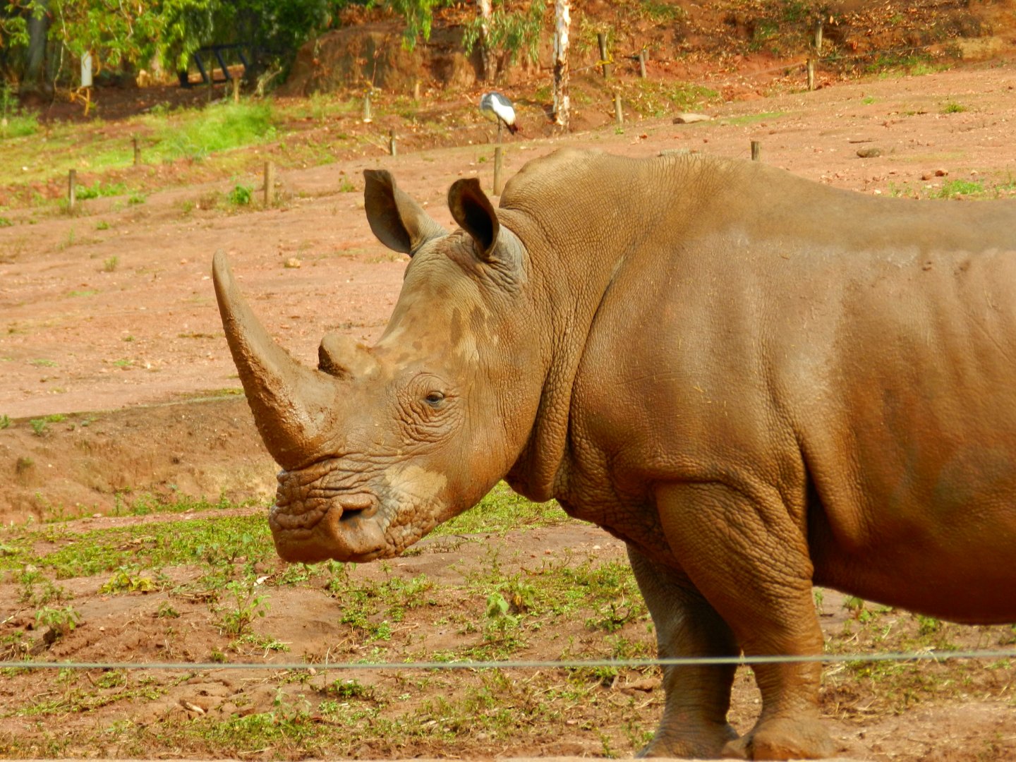 Savanna exhibit, southern white rhino - Zooparque Itatiba