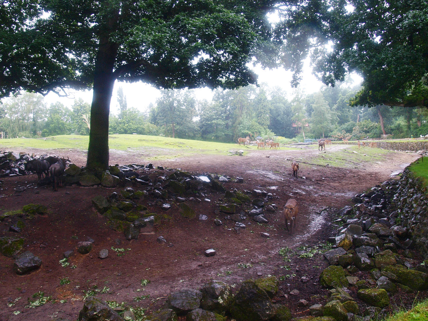 Savanna exhibit - Tree zone, 2015-07-19