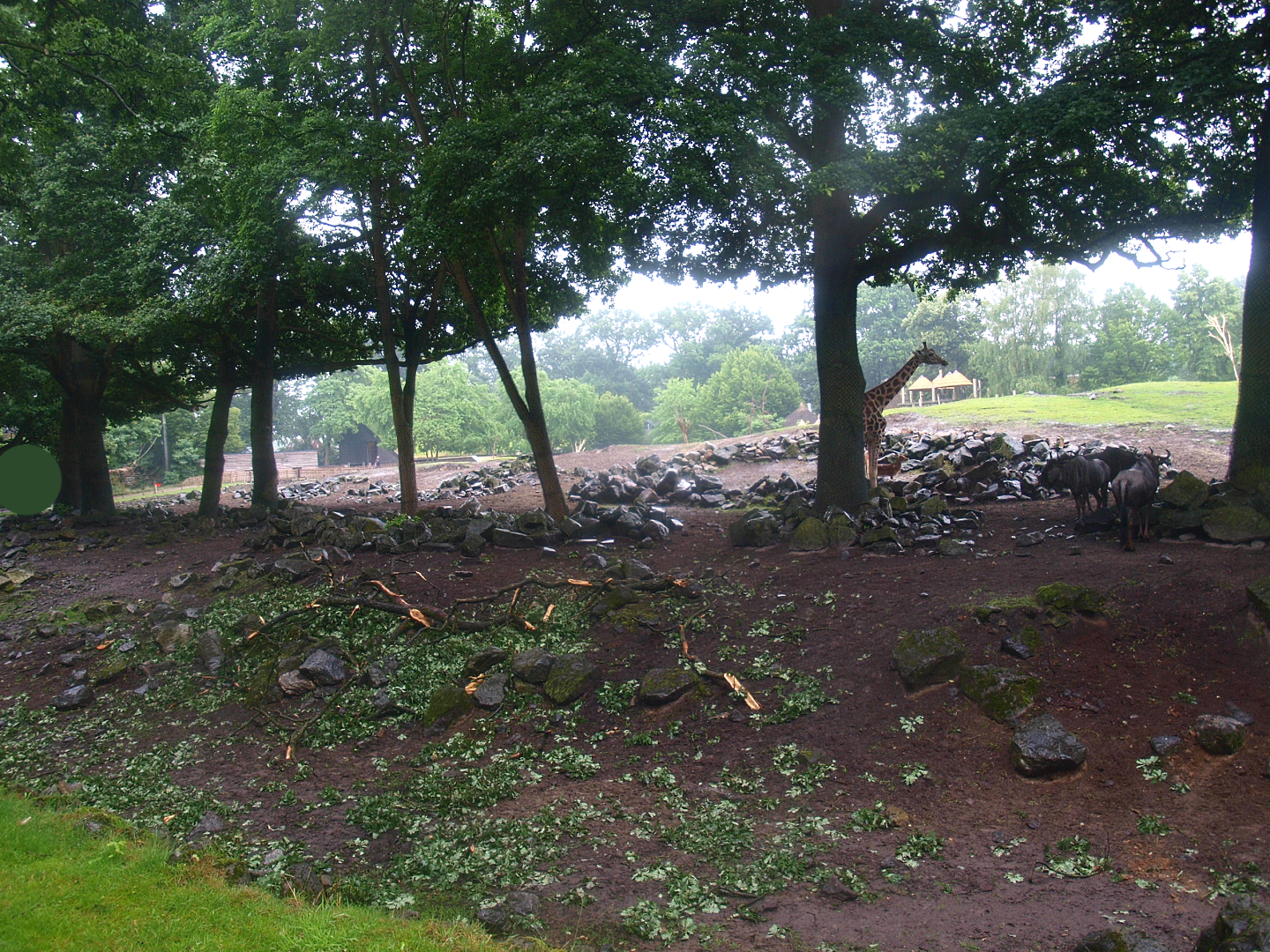 Savanna exhibit - Tree zone, 2015-07-19