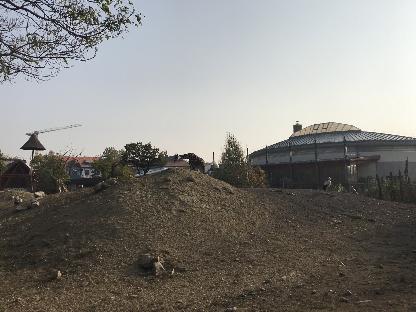 Savanna exhibit view 201018