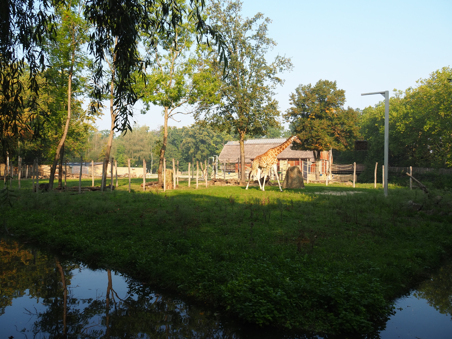 Savanna exhibit with Kordofan giraffe, Addax, Mhorr gazelle and Helmeted guineafowl, 2020-09-16