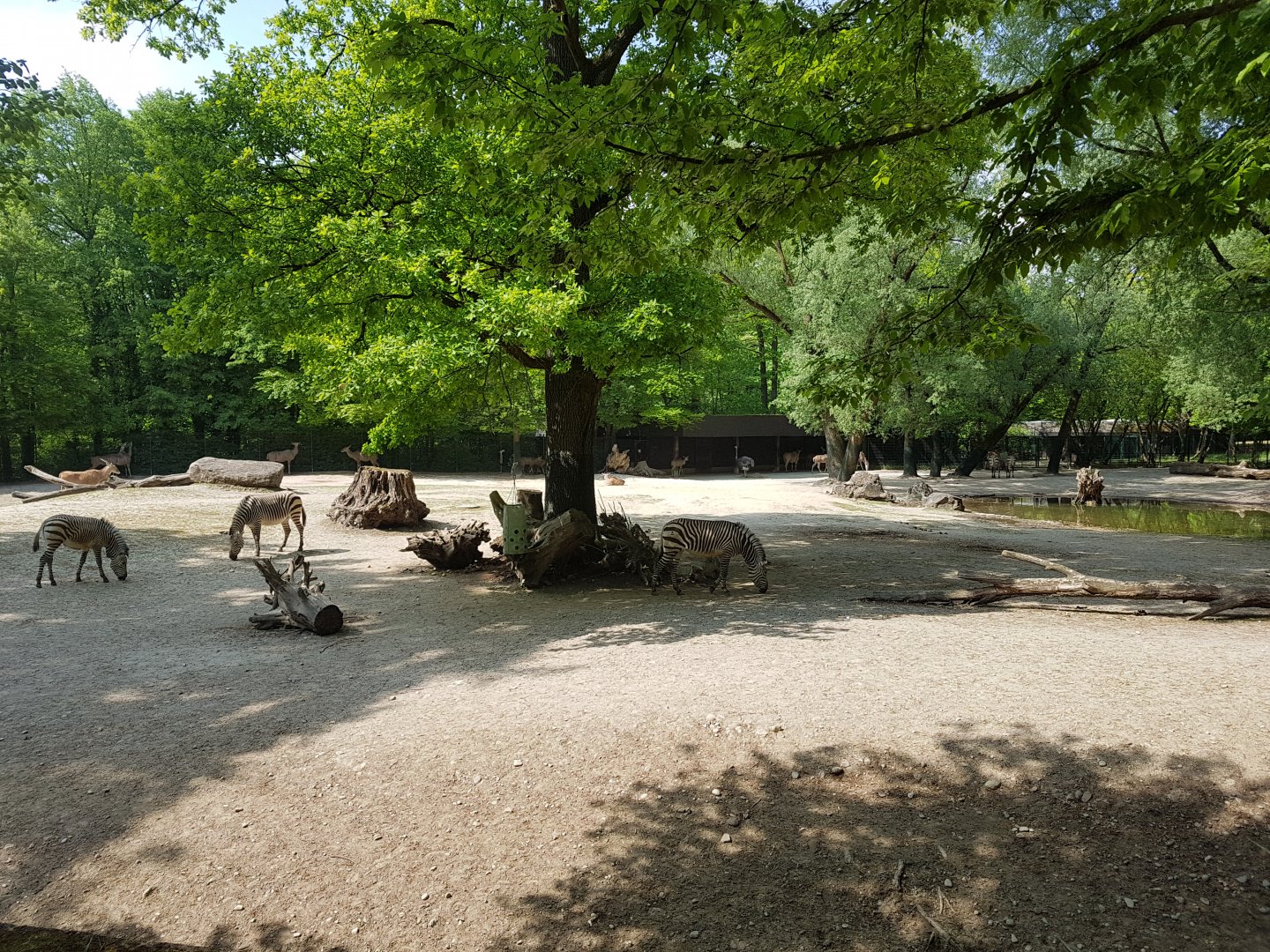 Savanna Exhibit with Zebras, Elands and Ostriches