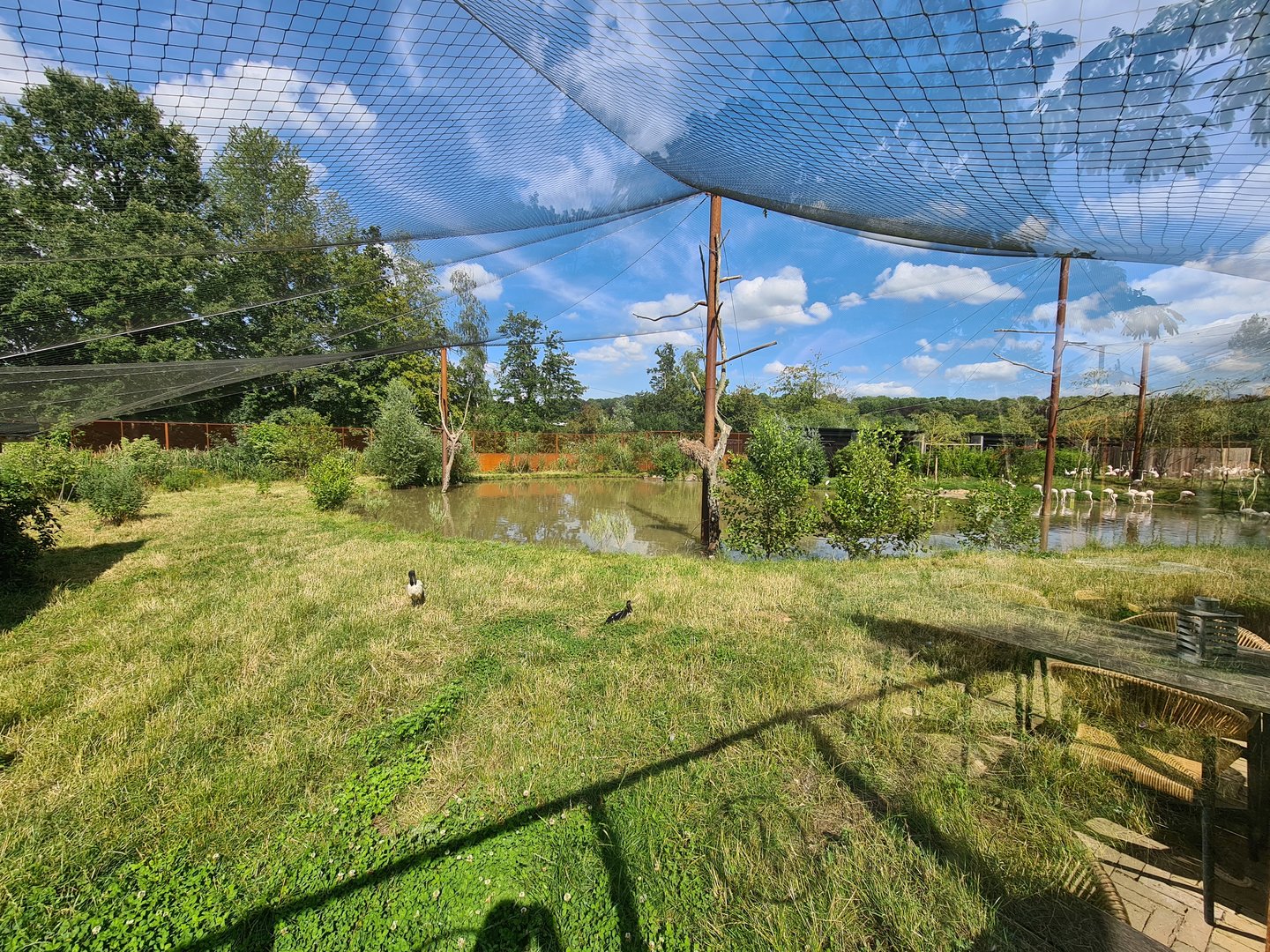 Savanna - Flamingo aviary