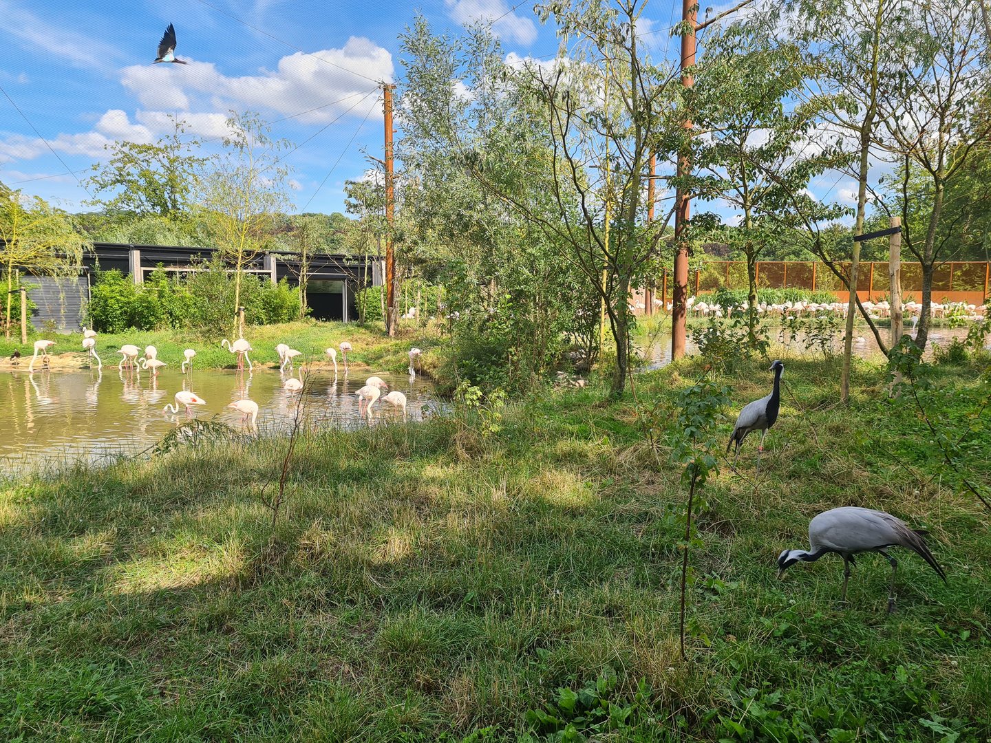 Savanna - Flamingo aviary