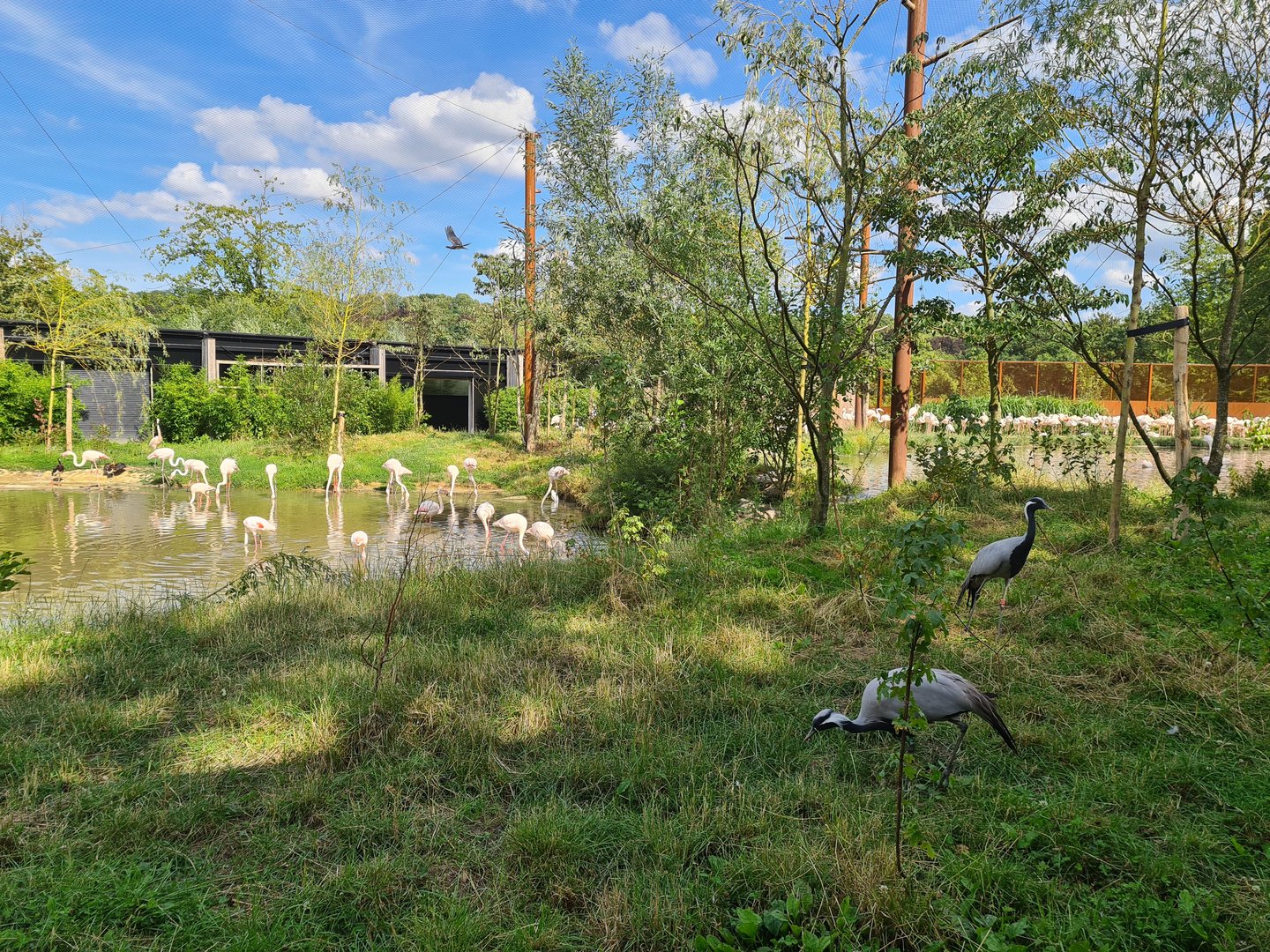 Savanna - Flamingo aviary