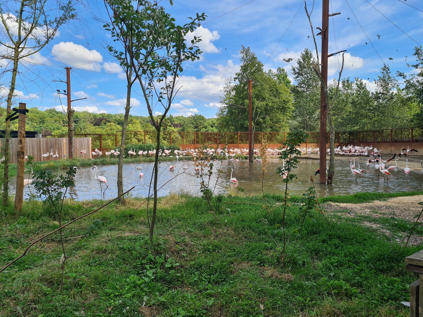 Savanna - Flamingo aviary