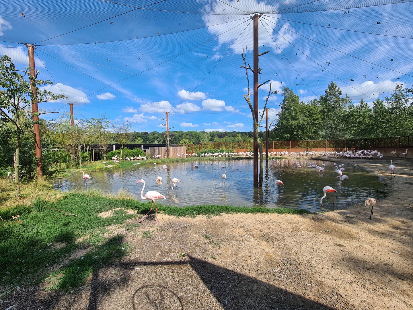 Savanna - Flamingo aviary