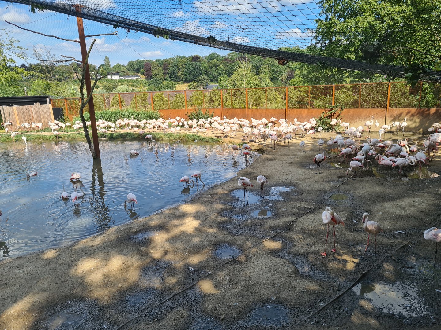 Savanna - Flamingo aviary