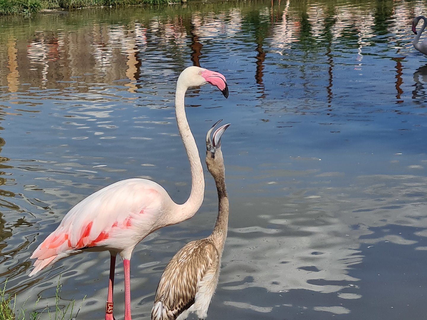 Savanna - Flamingo chick begging for food