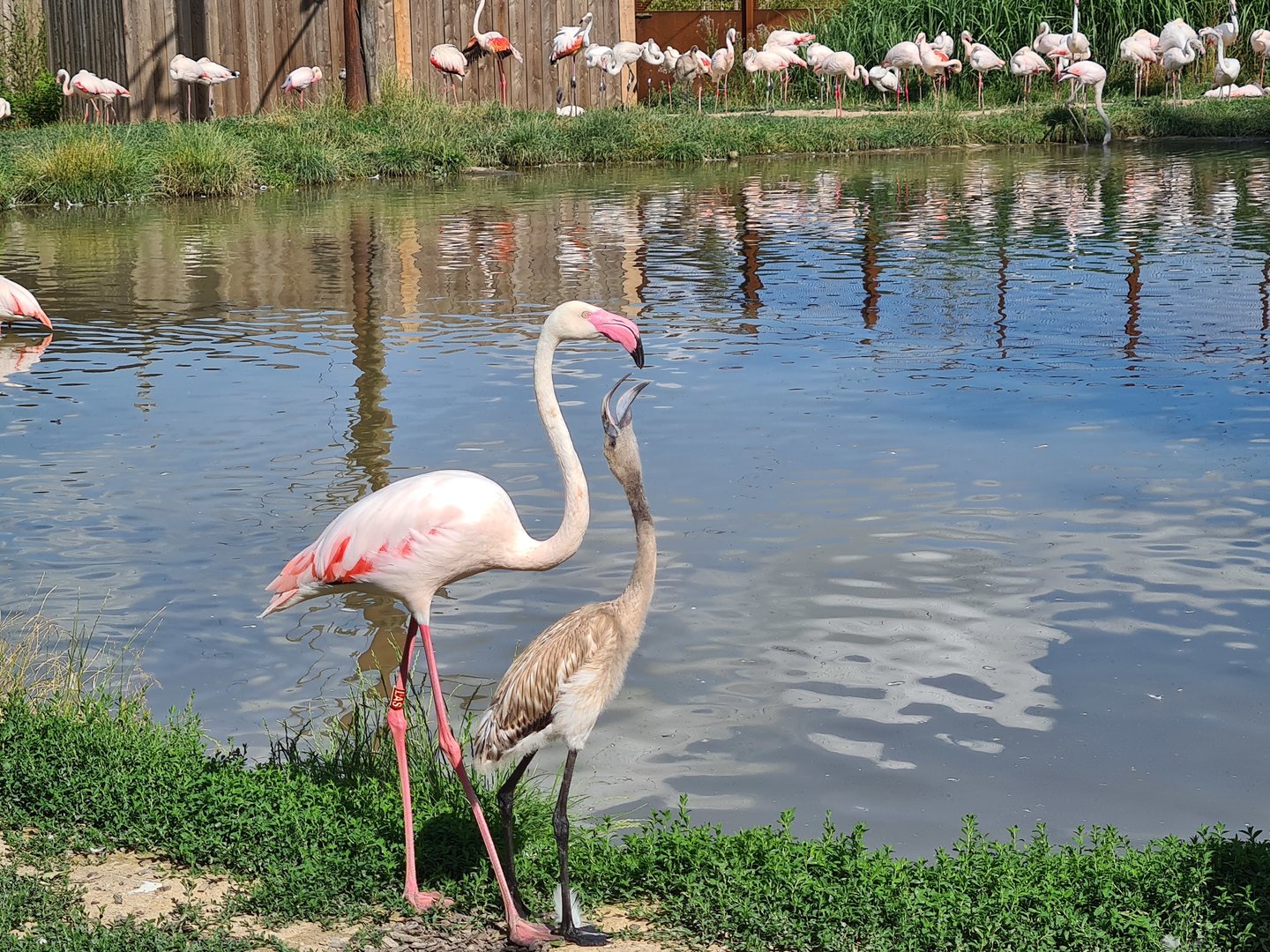 Savanna - Flamingos in Flamingo aviary
