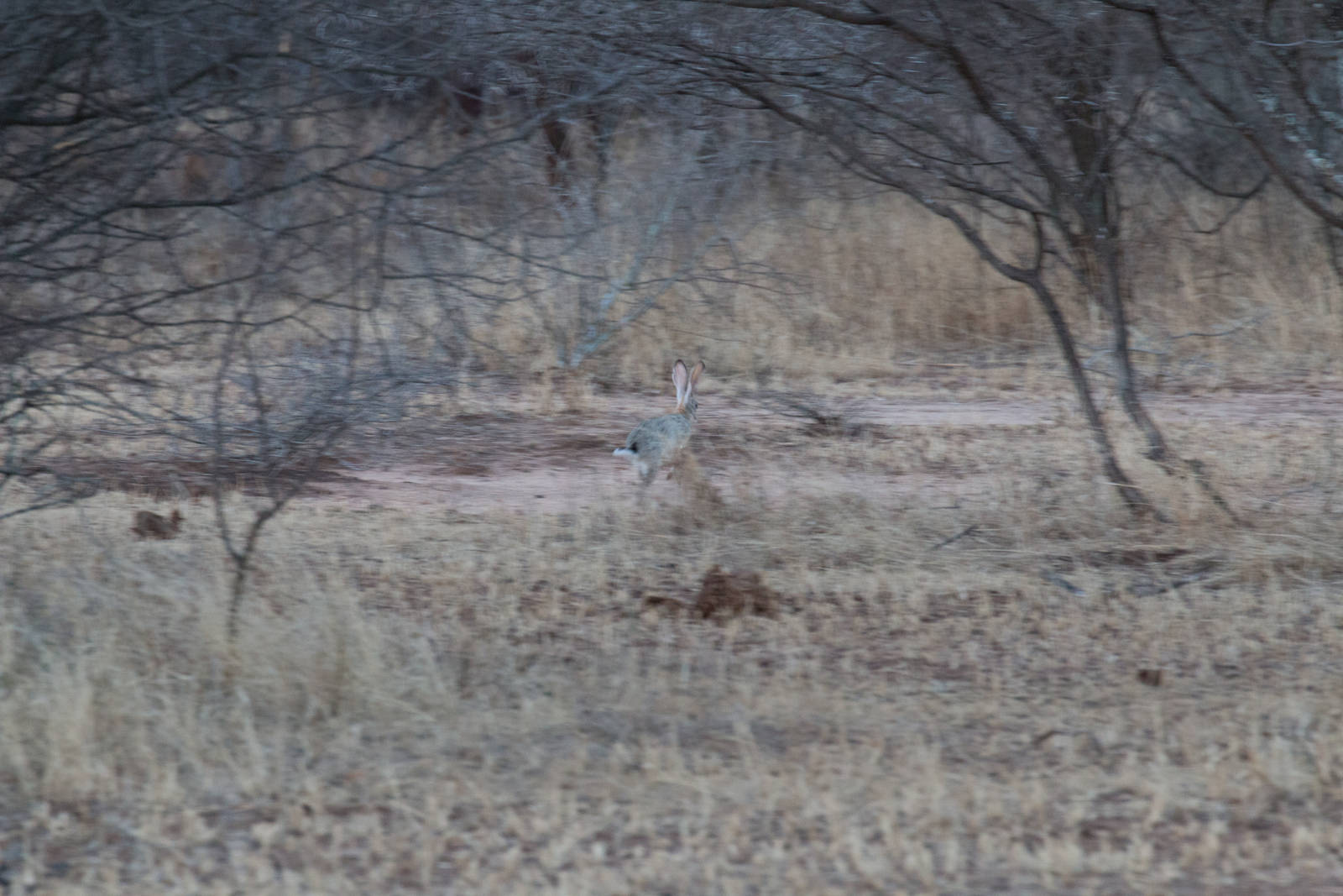 Savanna Hare
