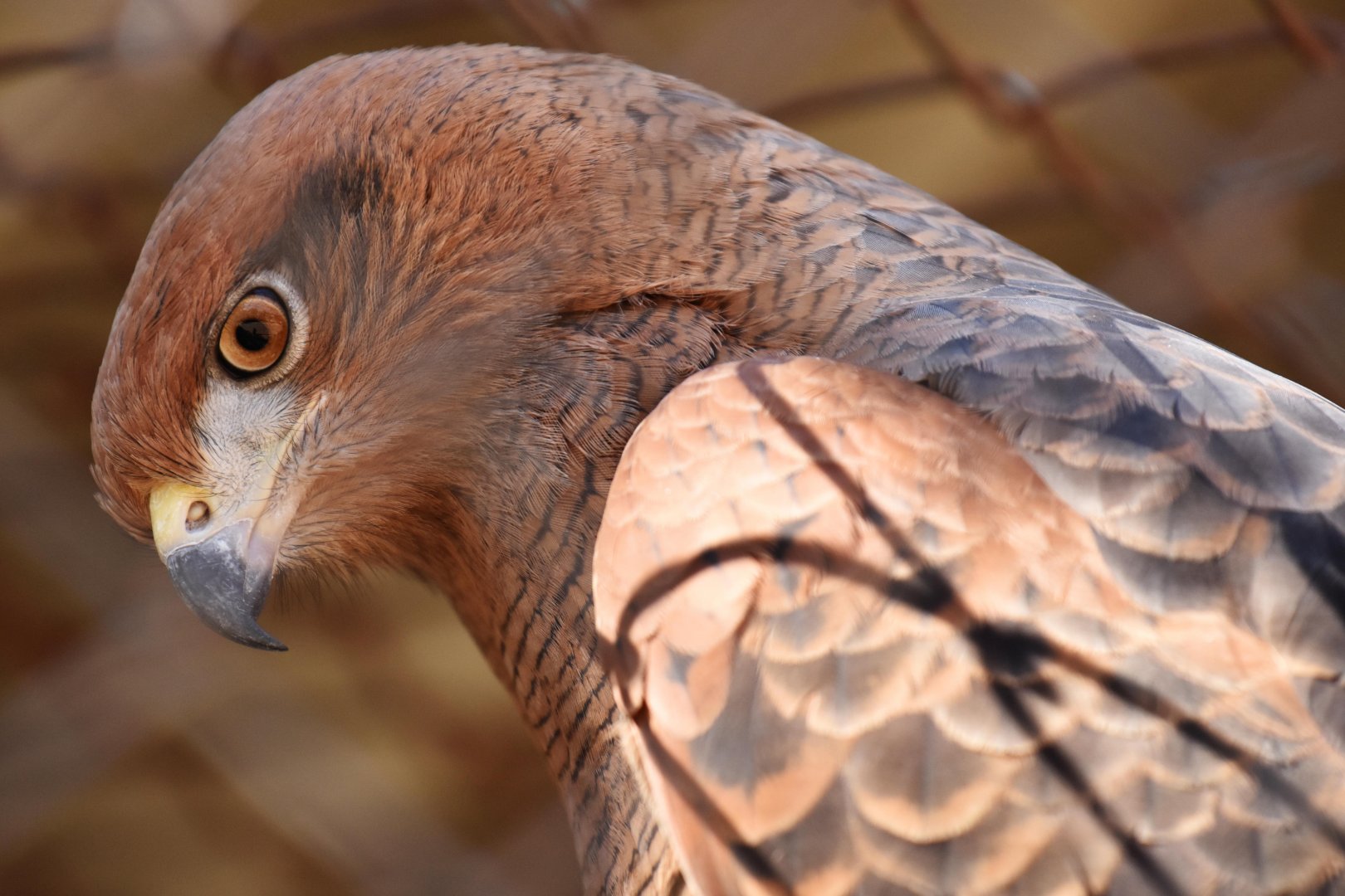 Savanna Hawk (Buteogallus meridionalis)