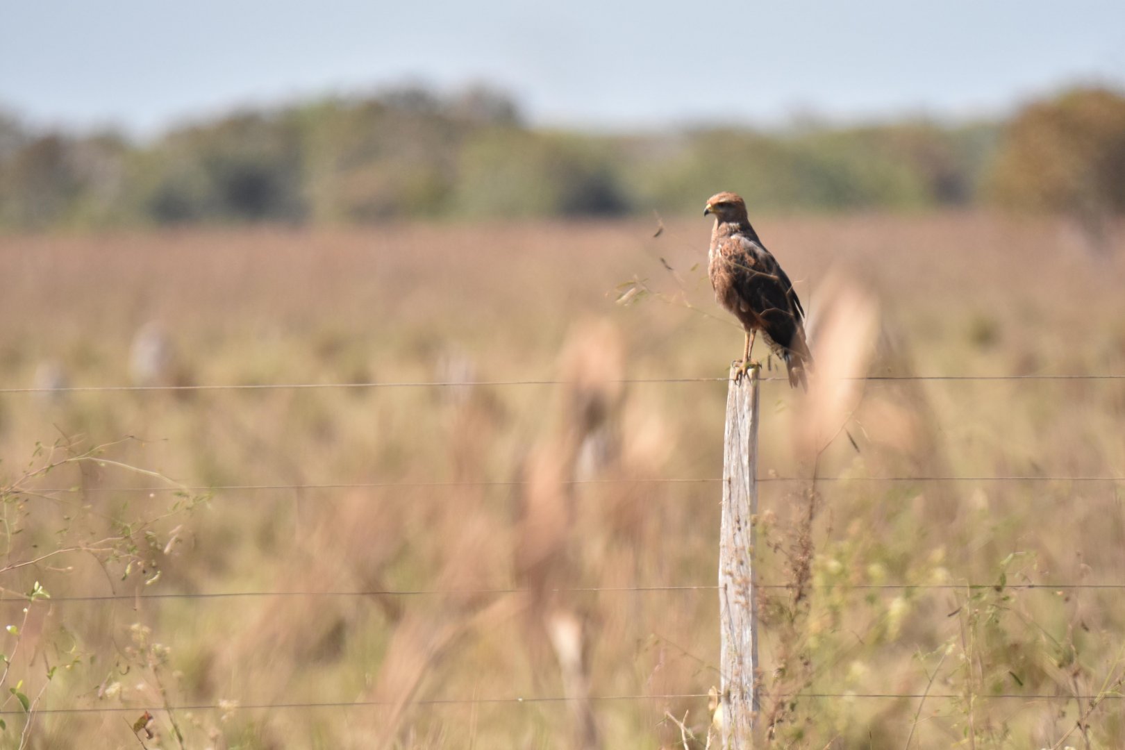 Savanna Hawk (Buteogallus meridionalis)
