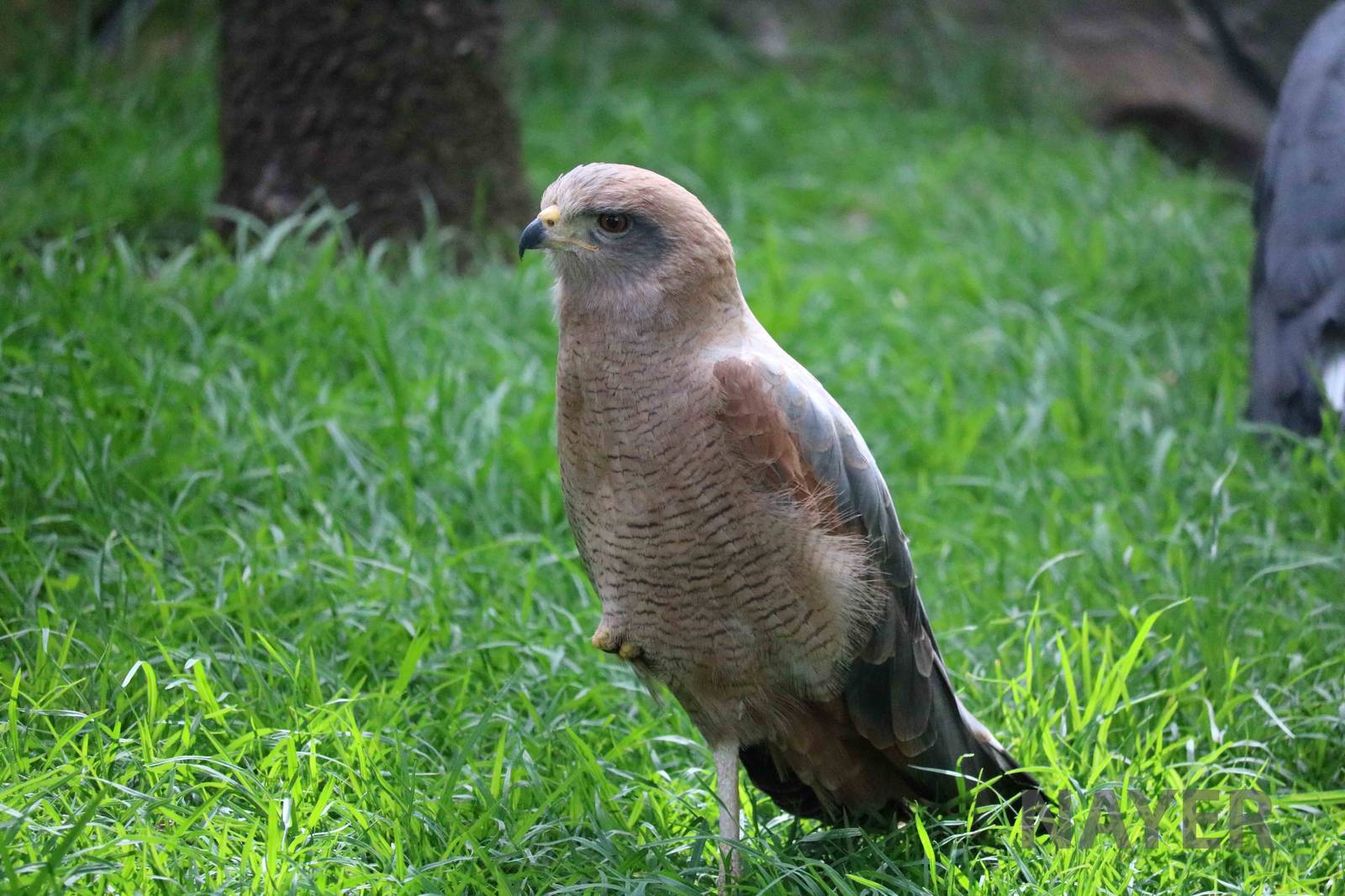 Savanna hawk, March 2016