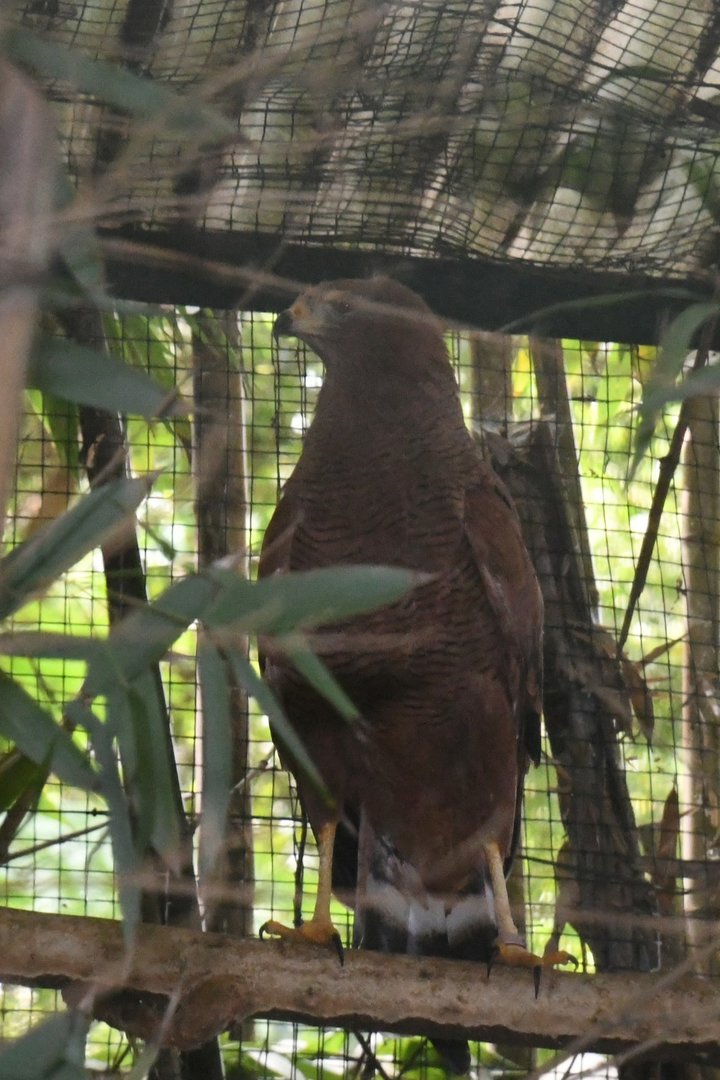 Savanna Hawk (Zoo Lourosa)