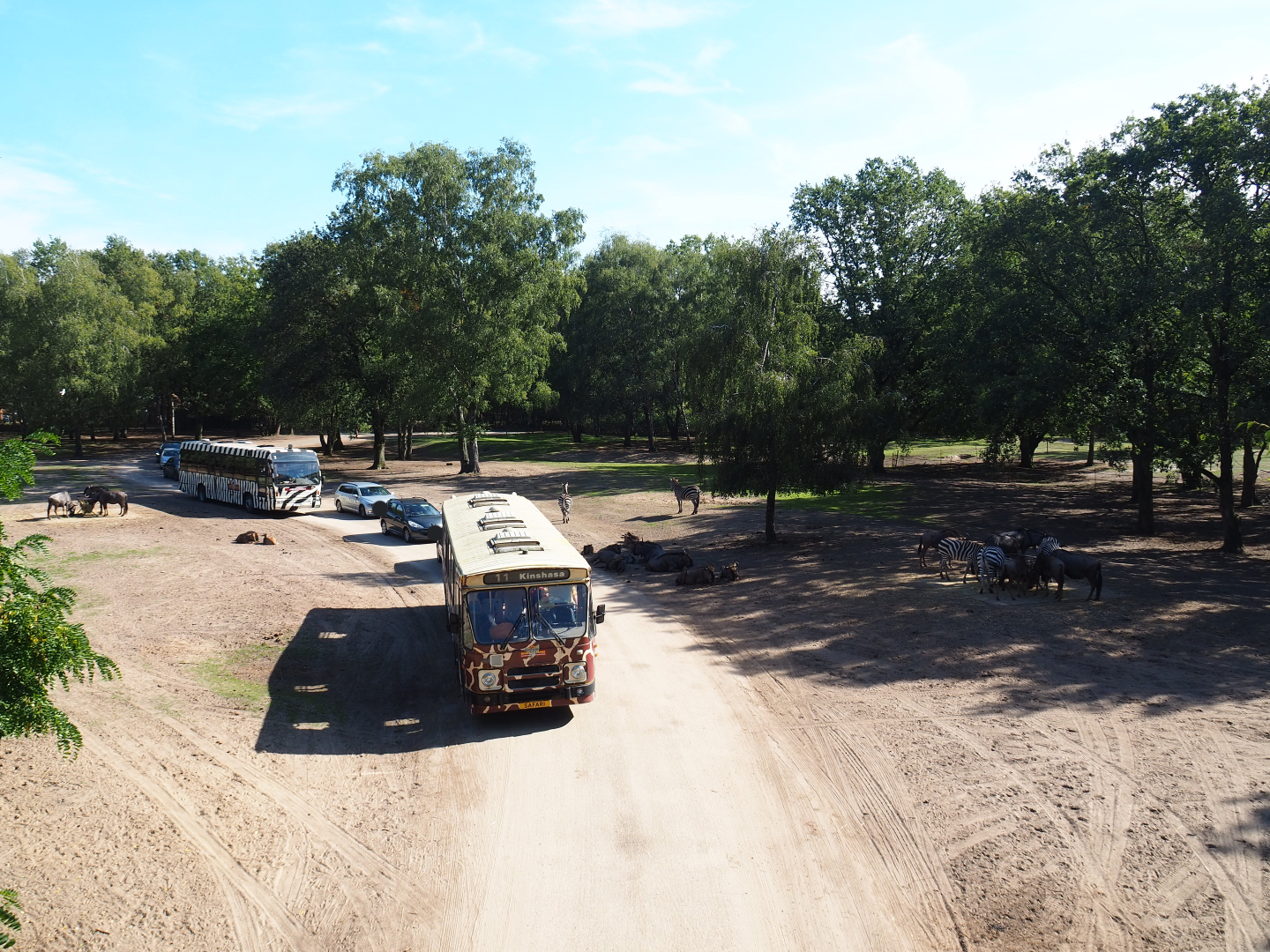 Savanna hoofstock paddock with car and bus safari, 2019-09-15