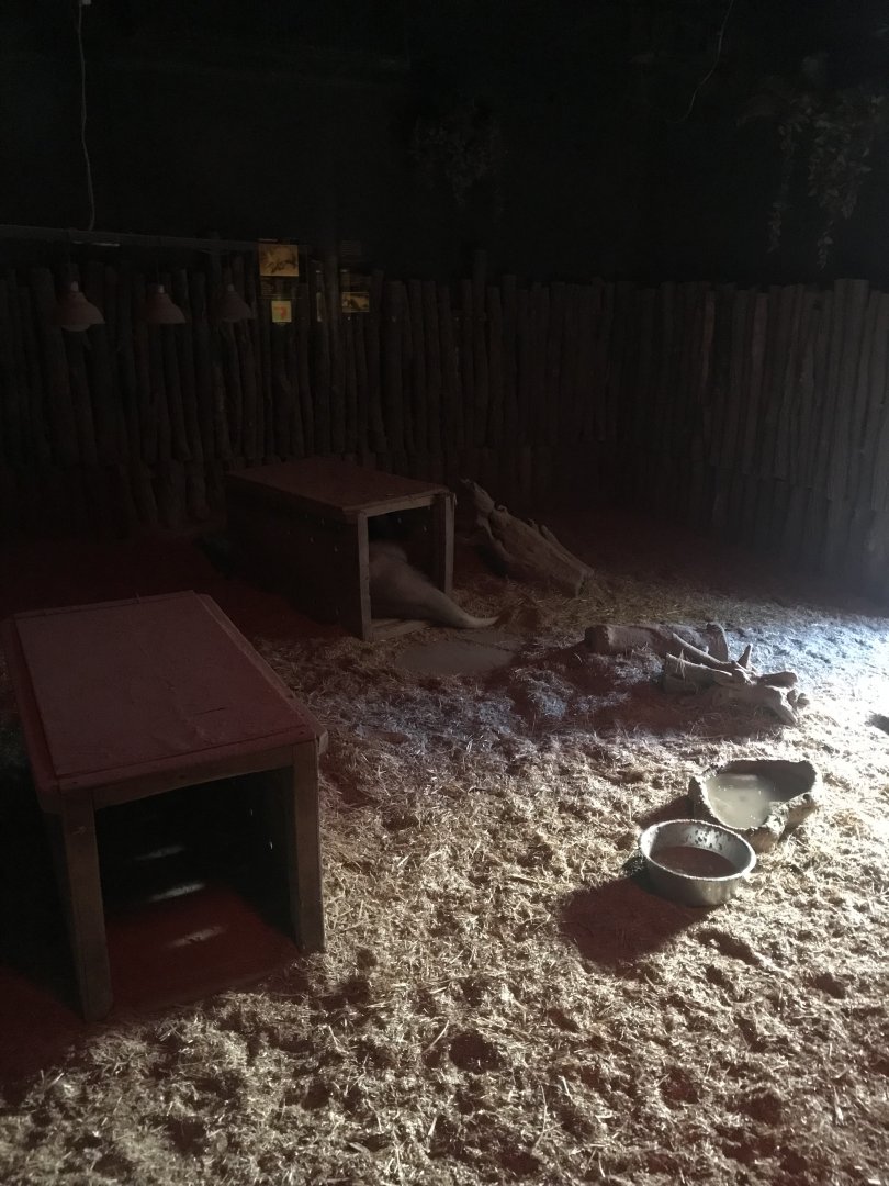 Savanna House - Aardvark exhibit 171018