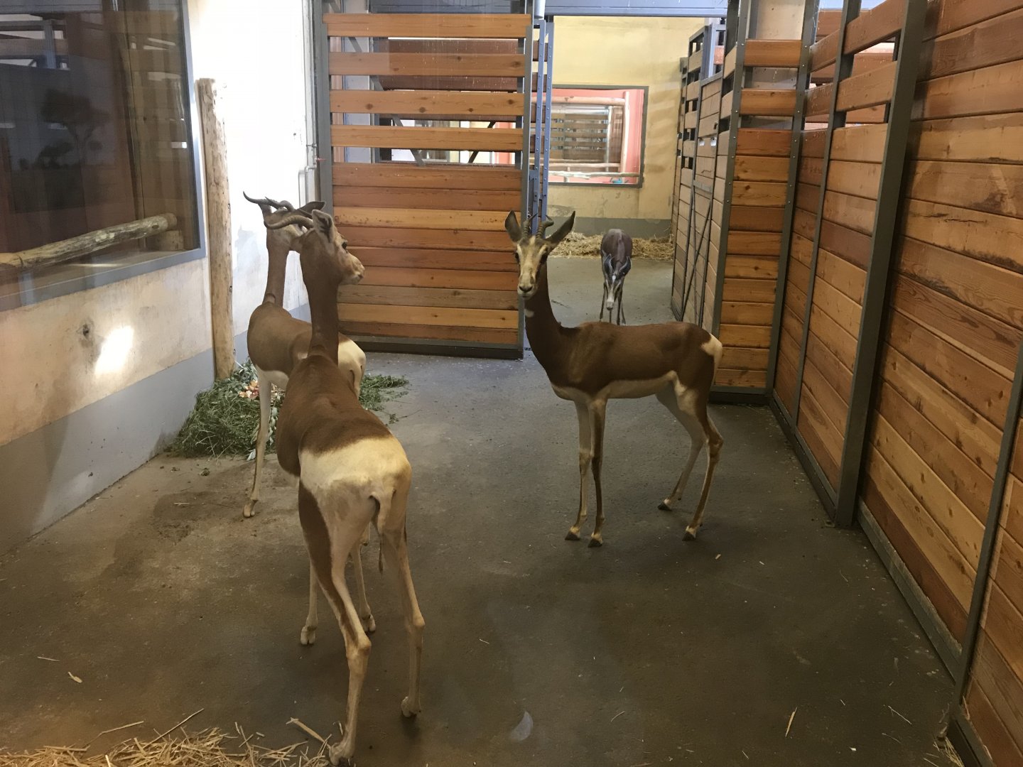 Savanna House - Addra gazelle indoors 171018