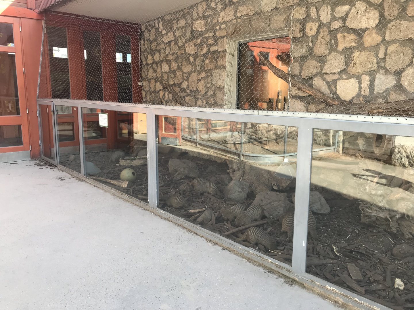 Savanna House - Banded mongoose exhibit 171018