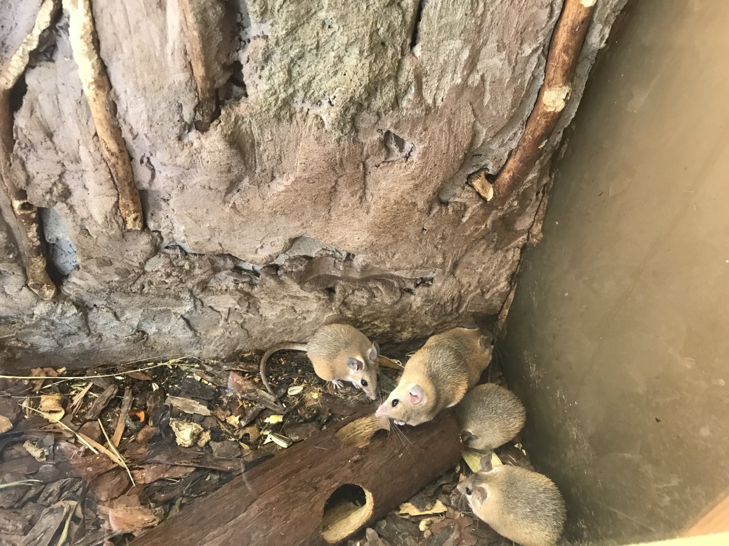 Savanna House - Cairo spiny mice 171018