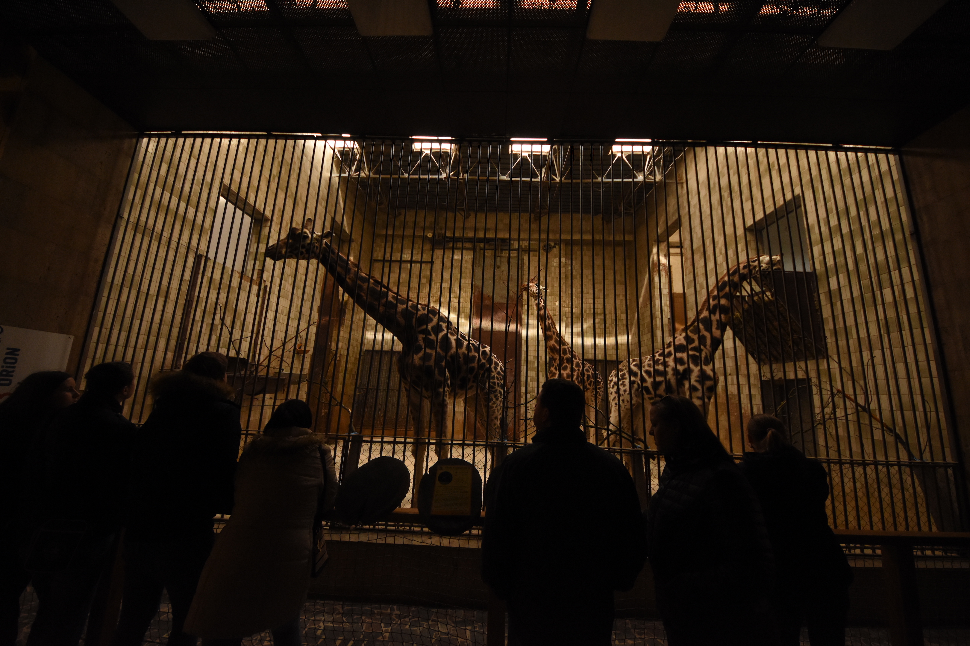 Savanna house - Giraffe indoors