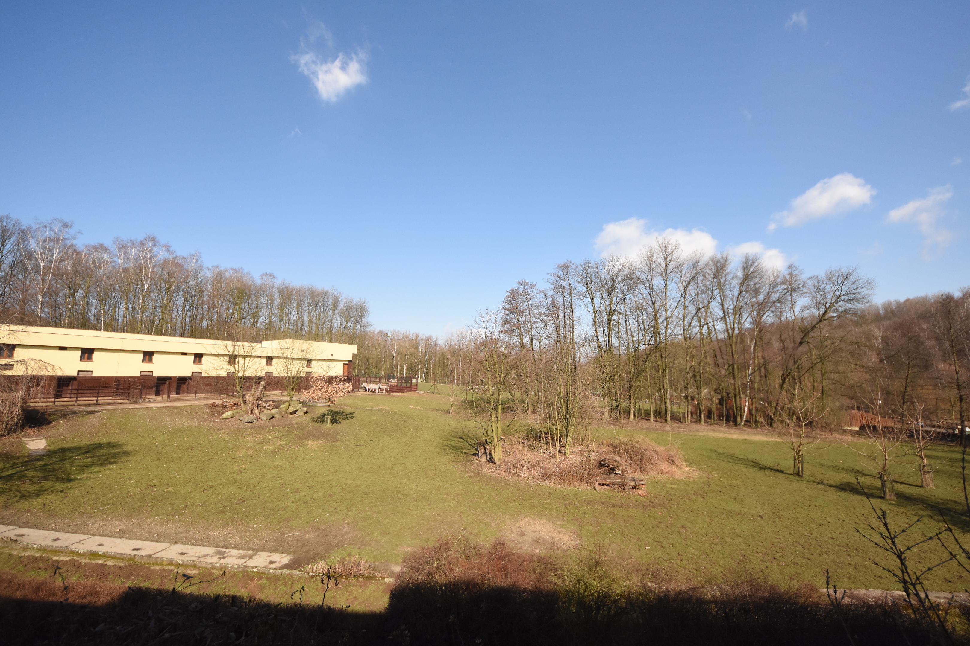 Savanna house - Grevy zebra + Beisa oryx outdoor