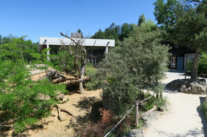 Savanna House - meerkats and spurred tortoise