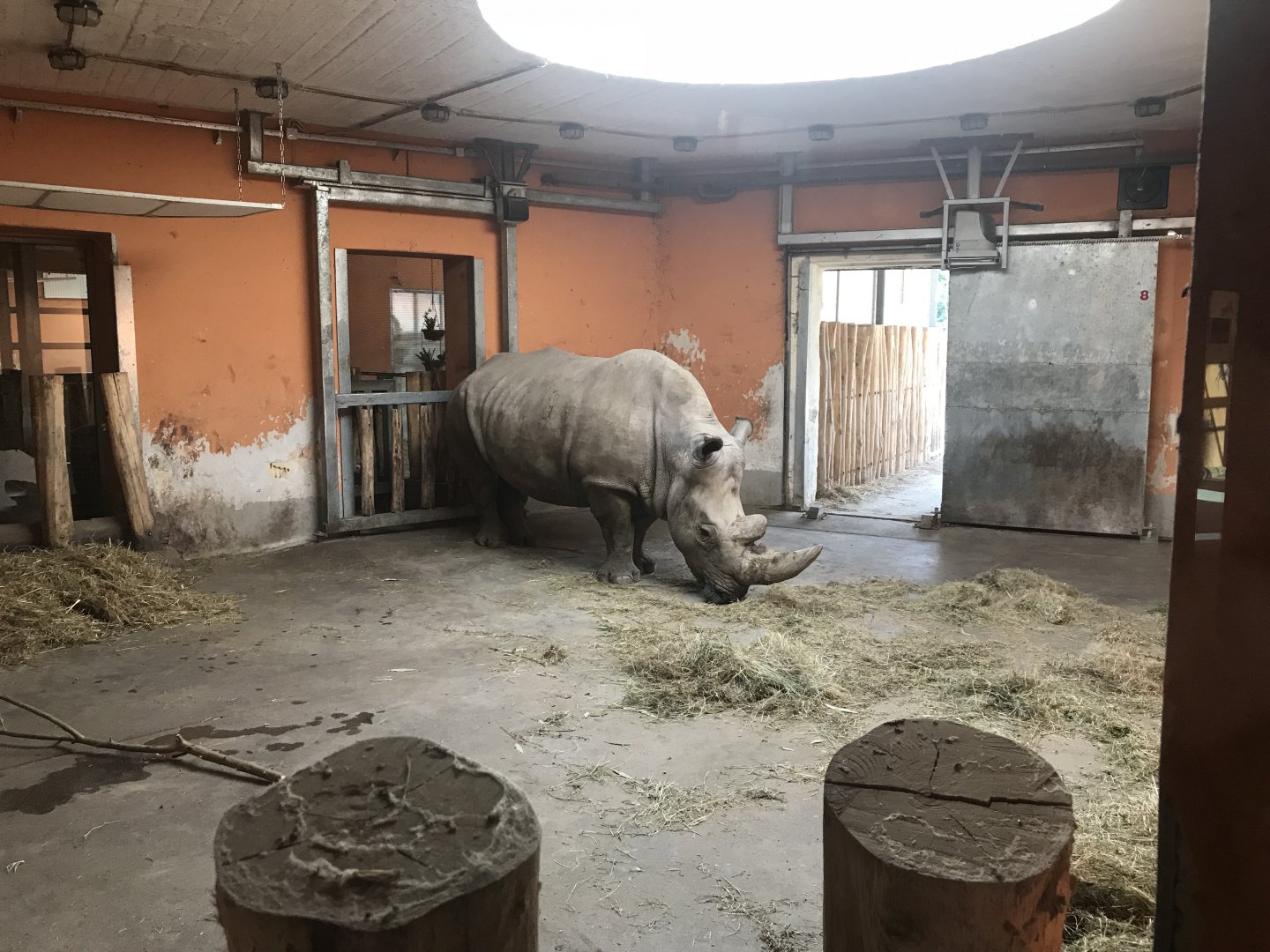 Savanna House - Southern white rhinoceros indoors 171018