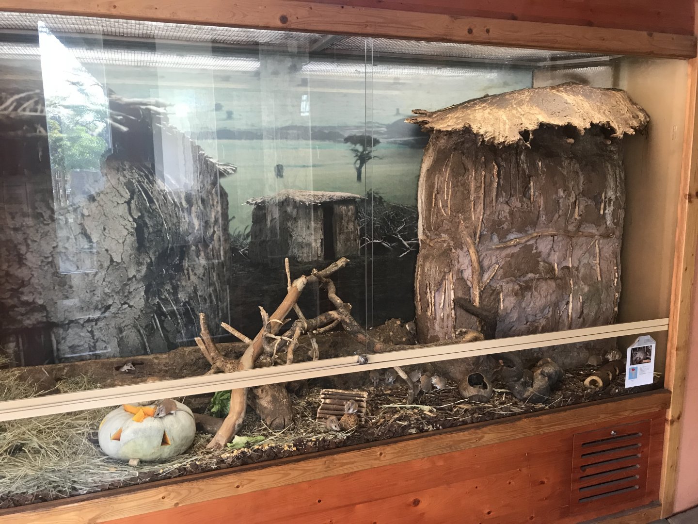 Savanna House - Spiny mouse exhibit 171018
