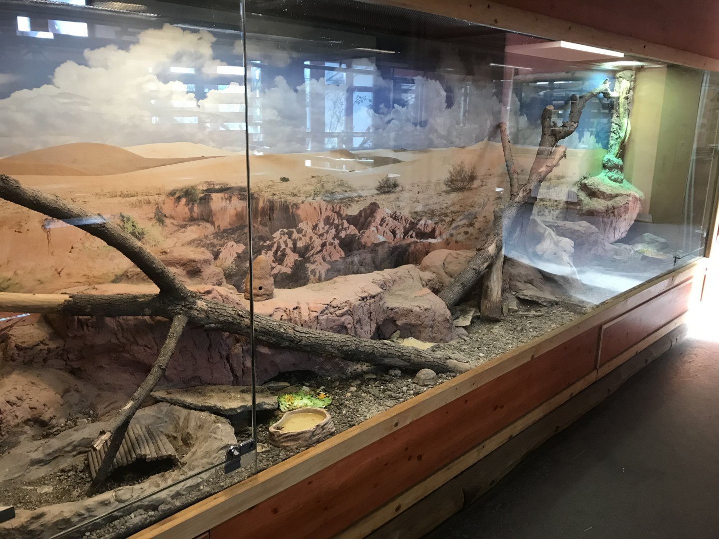 Savanna House - Tortoise exhibit 171018