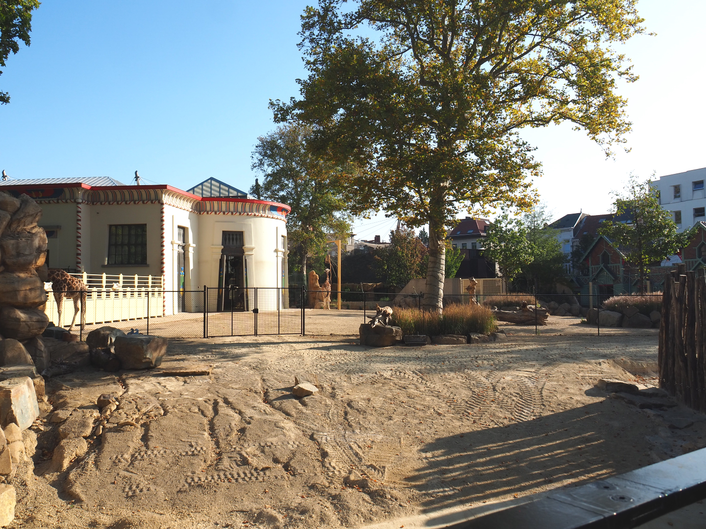 Savanna - Hybrid/Impure giraffe and Hartmann's mountain zebra paddock, 2020-09-20