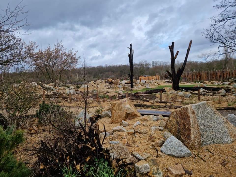 Savanna is coming very soon