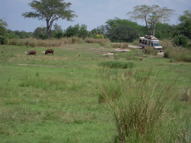 Savanna - Kilamanjaro Safari