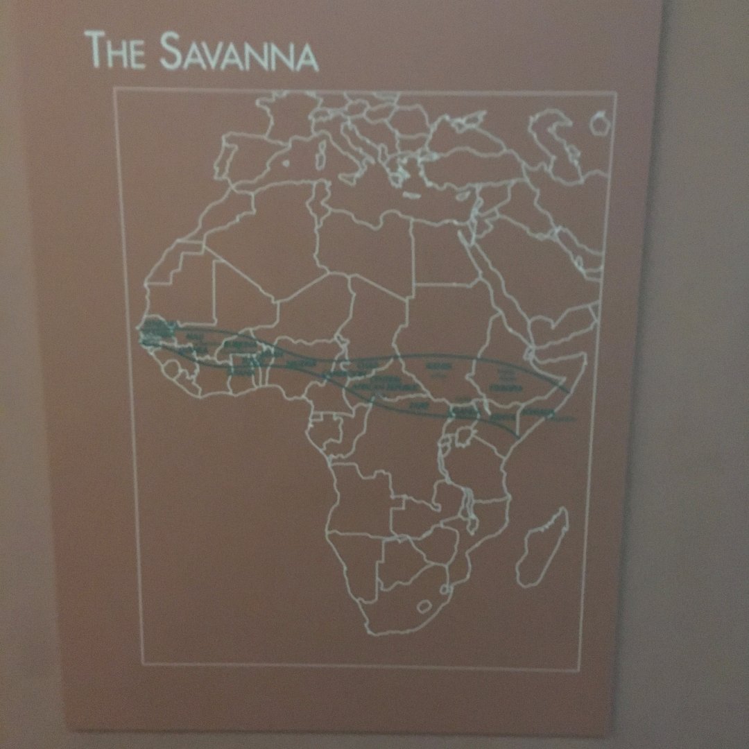 Savanna Label