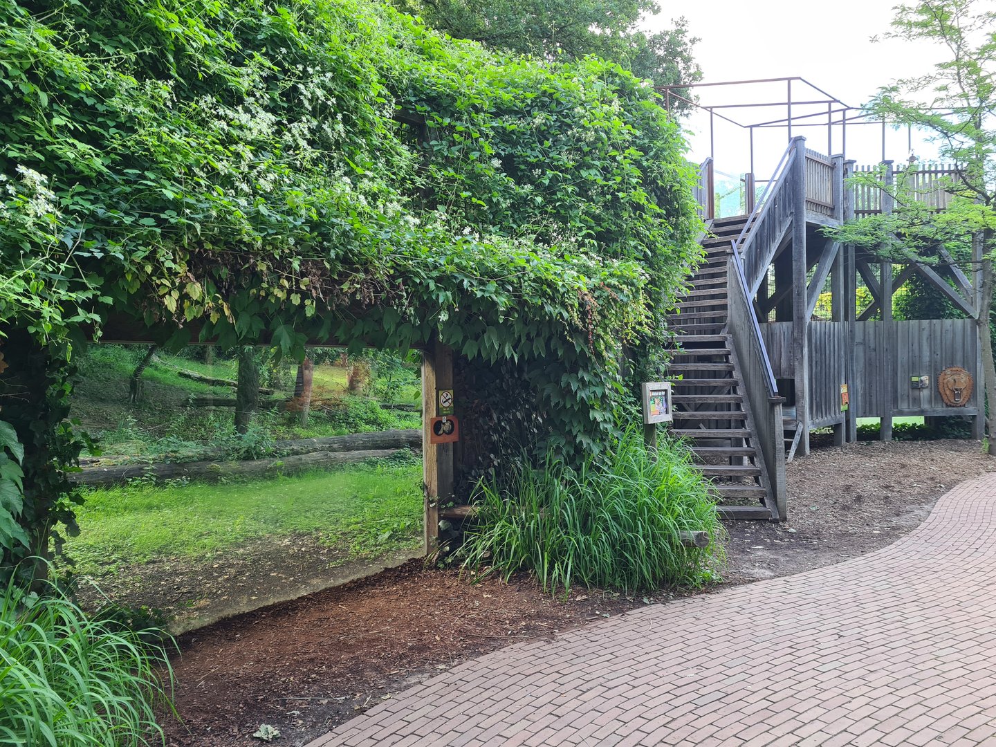 Savanna - Lion enclosure viewing