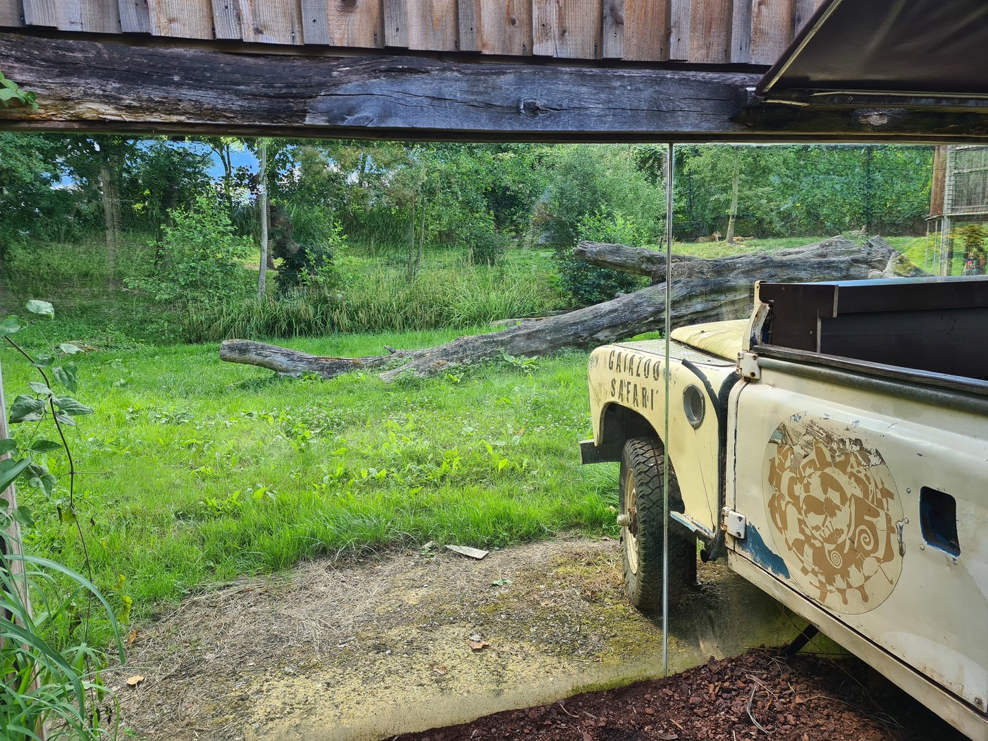 Savanna - Lion enclosure viewing