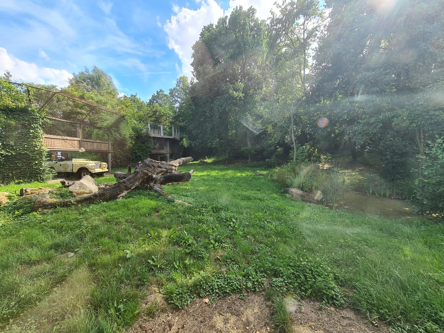 Savanna - Lion enclosure