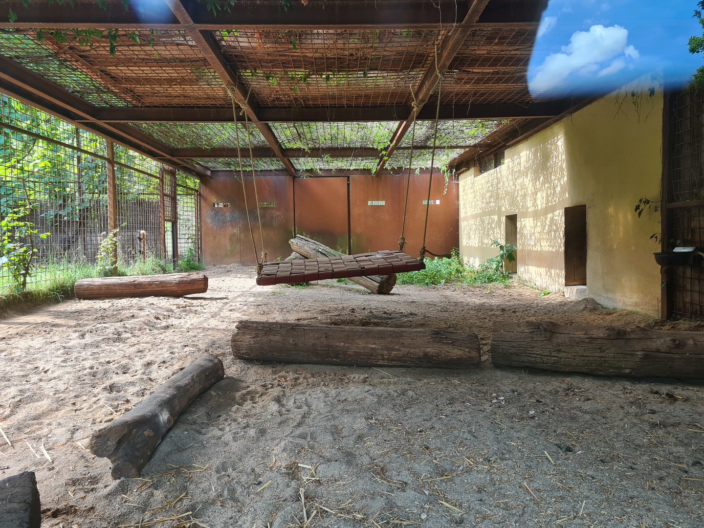 Savanna - Lion "indoor" holding