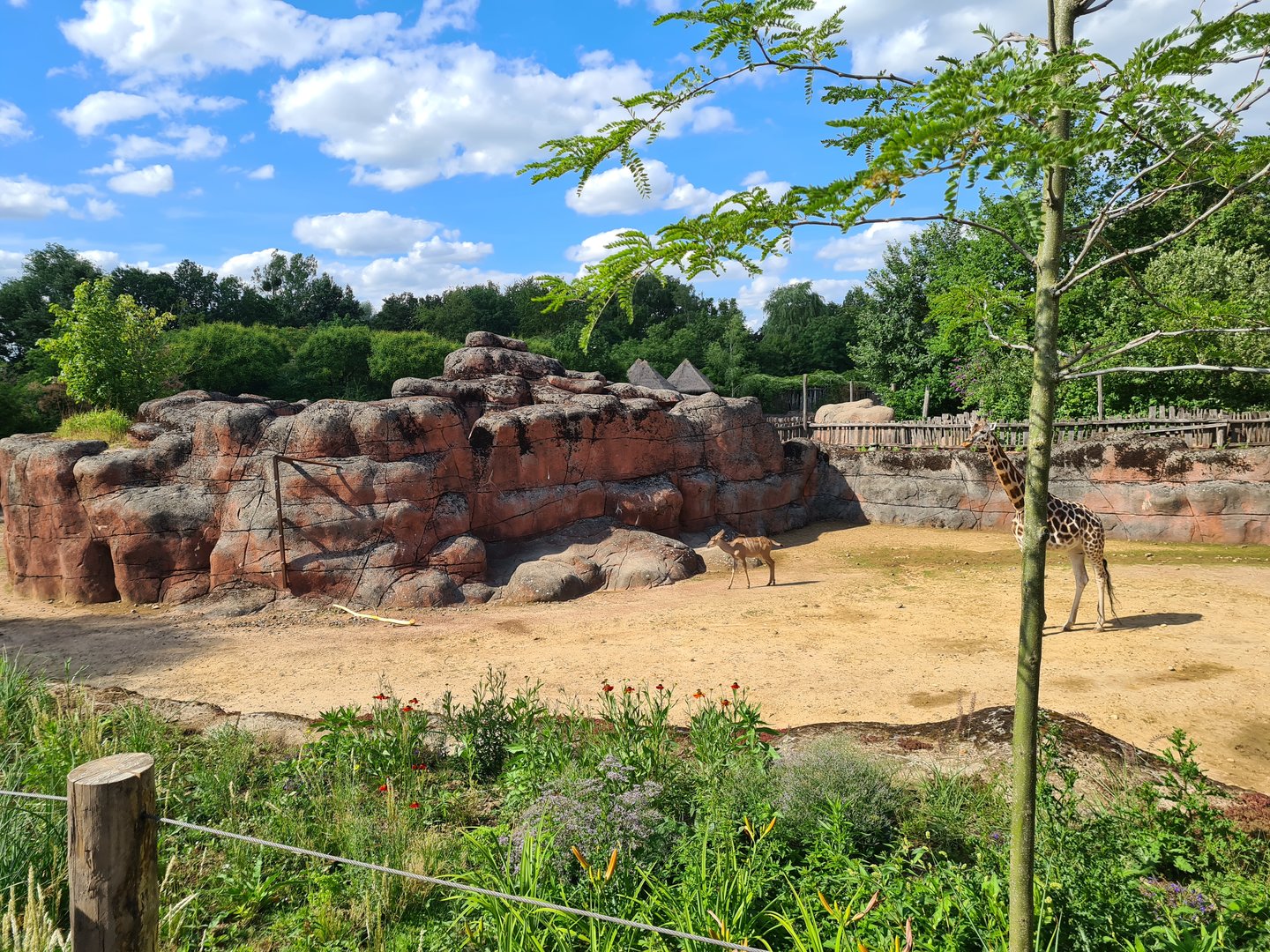 Savanna - Main Savannah paddock viewing from restaurant