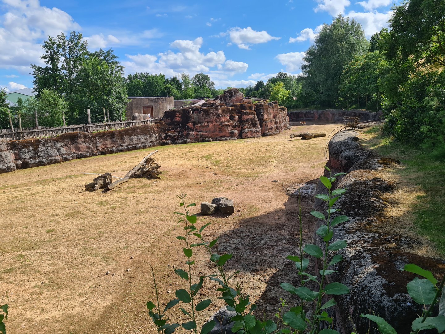 Savanna - Main Savannah paddock