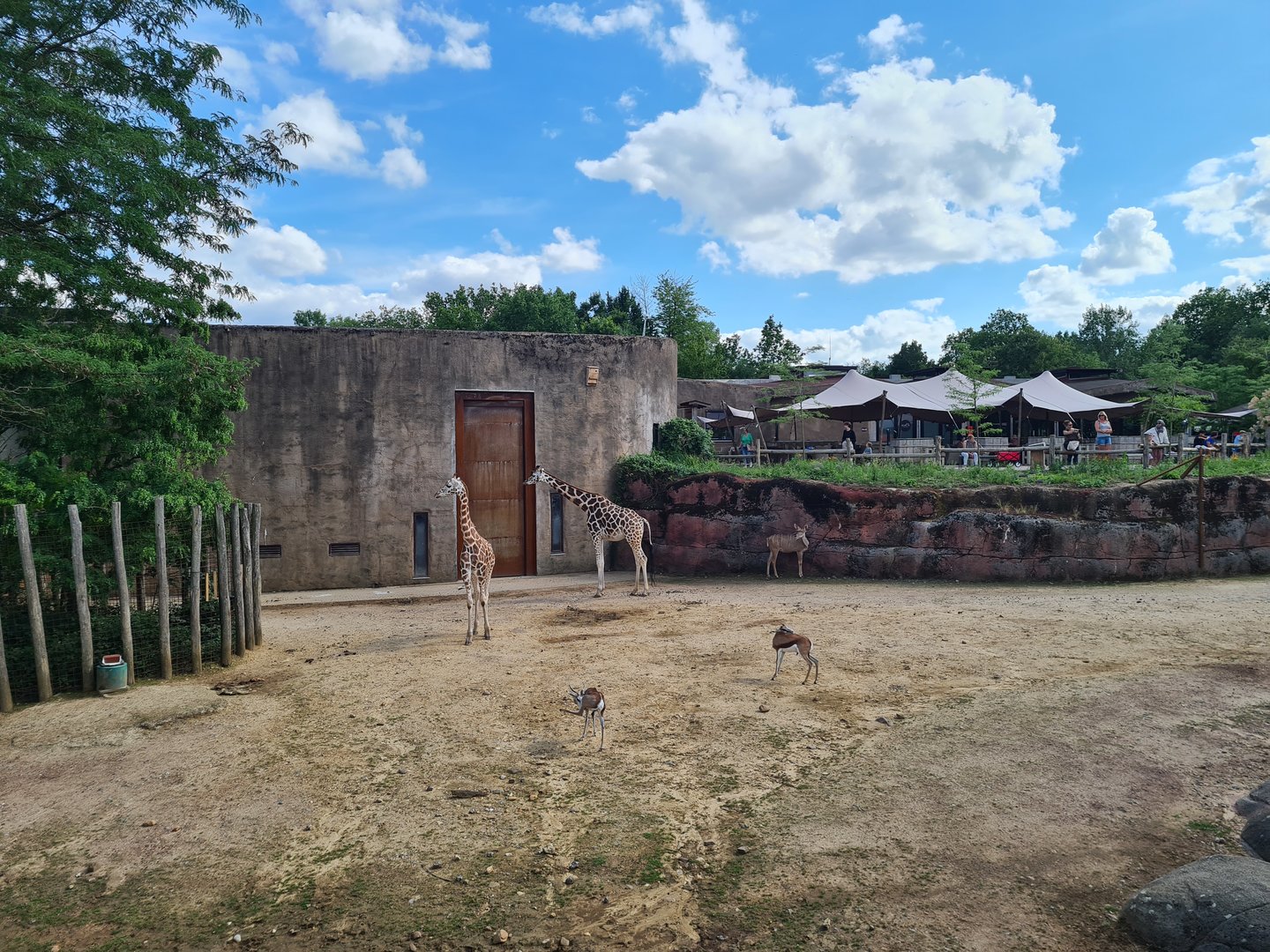 Savanna - Main Savannah paddock